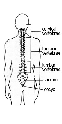 Your Spine - North City Chiropractic Health Clinic in Shoreline WA
